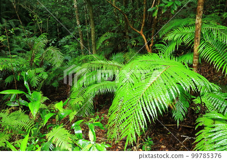 Daikoku Rindo Yanbaru Forest 99785376