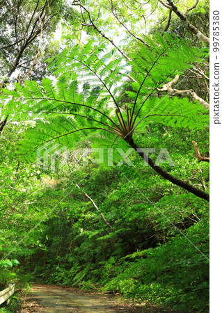 大黑林藤山原森林 99785380