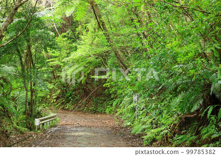 Daikoku Rindo Yanbaru Forest 99785382
