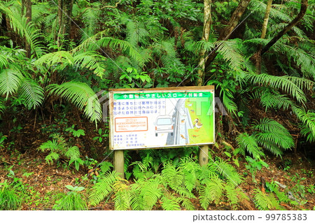 Daikoku Rindo Yanbaru Forest 99785383