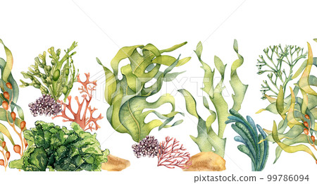 Seamless banner of colorful sea plants watercolor illustration isolated on white. 99786094