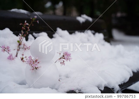櫻花，春天，日本，雪，粉紅色，白色，樹，植物，河流，公園，日本，風景，三月，四月，cherrybloss 99786753