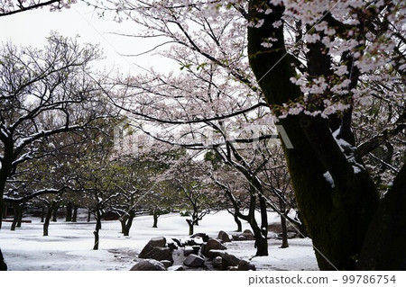 櫻花,春天,日本,雪,粉紅色,白色,樹,植物,河流,公園,日本,風景,三月,四月,cherrybloss 櫻花,春天,日本,雪,粉紅色,白色,樹,植物,河流,公園,日本,風景,三月,四月,cherrybloss 99786754