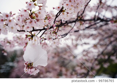 cherry blossom spring japan snow pink white tree plant river park japan scenery march april cherrybloss 99786765