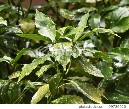 Huiriaoki（aucuba japonica/帶水滴） 99786920