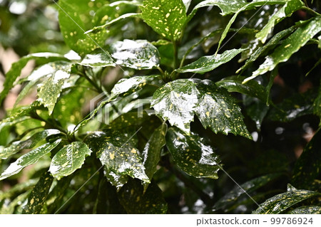 Huiriaoki(aucuba japonica/帶水滴) Huiriaoki(aucuba japonica/帶水滴) 99786924