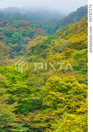 神奈川縣西部山坡上的黃葉和霧氣 神奈川縣西部山坡上的黃葉和霧氣 99787373