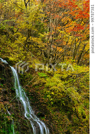 A small waterfall and autumn leaves that fall into the Kawamata River flowing at the foot of Mt. Yatsugatake 99787381