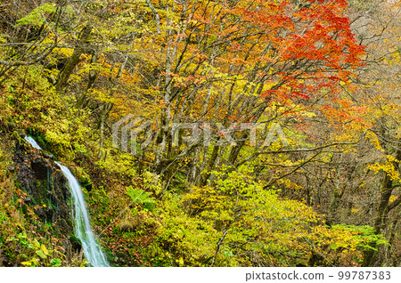 A small waterfall and autumn leaves that fall into the Kawamata River flowing at the foot of Mt. Yatsugatake 99787383