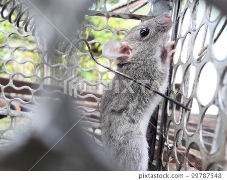 Rat in cage mousetrap, Mouse finding a way out of being confined, Trapping and removal of rodents that cause dirt and may be carriers of disease, Mice try to find freedom Rat in cage mousetrap, Mouse finding a way out of being confined, Trapping and removal of rodents that cause dirt and may be carriers of disease, Mice try to find freedom 99787548