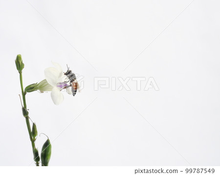 Dwarf or Red dwarf honey bee (Apis florea) seeking nectar on white Chinese violet or coromandel or creeping foxglove ( Asystasia gangetica ) blossom in field on white background, Pollen dust on bee Dwarf or Red dwarf honey bee (Apis florea) seeking nectar on white Chinese violet or coromandel or creeping foxglove ( Asystasia gangetica ) blossom in field on white background, Pollen dust on bee 99787549