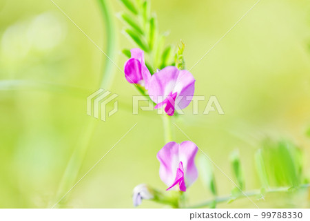烏鴉豆花特寫 老鏡頭 烏鴉豆花特寫 老鏡頭 99788330