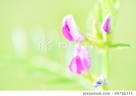 Close-up of crow's pea flowers Old lens Close-up of crow's pea flowers Old lens 99788331