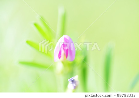 烏鴉豆花特寫 老鏡頭 烏鴉豆花特寫 老鏡頭 99788332