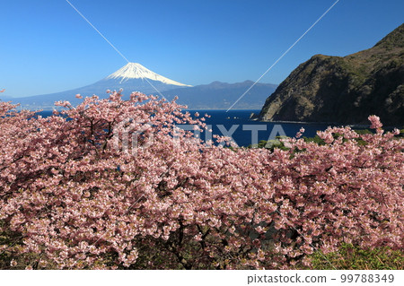 Early spring scenery: Kawazu cherry blossoms in full bloom and Mt. Fuji seen over Suruga Bay Early spring scenery: Kawazu cherry blossoms in full bloom and Mt. Fuji seen over Suruga Bay 99788349