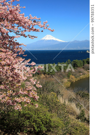 Early spring scenery: Kawazu cherry blossoms in full bloom and Mt. Fuji seen over Suruga Bay Early spring scenery: Kawazu cherry blossoms in full bloom and Mt. Fuji seen over Suruga Bay 99788351