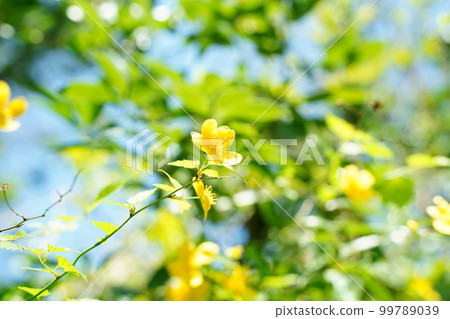 Yamabuki flower, Yamabuki, yellow, flower, rape blossom, cherry blossom, Japan, spring, plant, outdoors, park, scenery, frame, background, green, nature, wind 99789039