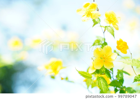 Yamabuki flower, Yamabuki, yellow, flower, rape blossom, cherry blossom, Japan, spring, plant, outdoors, park, scenery, frame, background, green, nature, wind 99789047