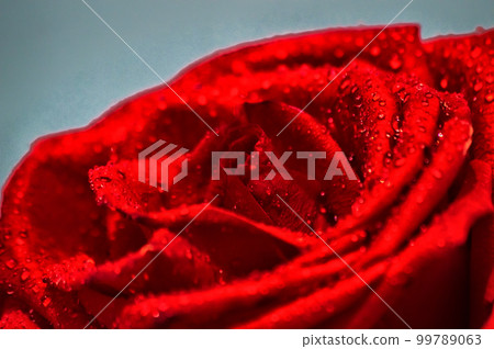 Red rose with water drops close up. Shallow DOF. On a blue background. 99789063