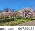The arrival of spring, plum blossoms 99789082