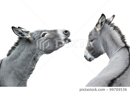 two donkey portrait isolated on white background two donkey portrait isolated on white background 99789536