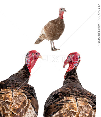 turkey male and female isolated on white background turkey male and female isolated on white background 99789542