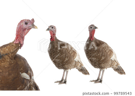 brown turkey isolated on white background brown turkey isolated on white background 99789543