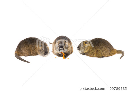 nutria isolated on a white background nutria isolated on a white background 99789585