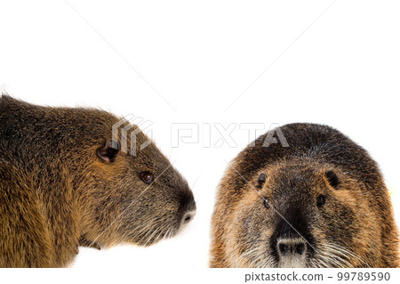 nutria isolated on a white background nutria isolated on a white background 99789590