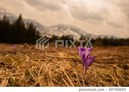 Vasyl Helevachuk Vasyl Helevachuk 99789605