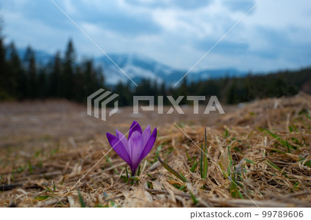 Vasyl Helevachuk Vasyl Helevachuk 99789606
