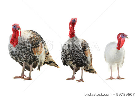 turkey-cock   isolated on a white background 99789607