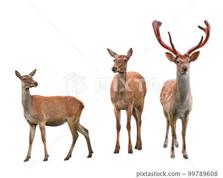 deer isolated on white background 99789608
