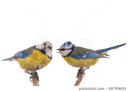 Eurasian Blue Tit 99789609