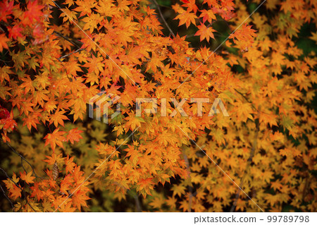Looking down on bright autumn leaves Looking down on bright autumn leaves 99789798
