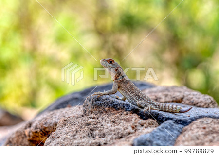 Cuvier's Madagascar Swift (Oplurus cuvieri), Miandrivazo, Menabe Madagascar wildlife 99789829