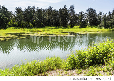 Beautiful view of Pipa Lake at Taitung Forest Park in Taiwan. The scenic Pipa Lake is a habitat of aquatic animals and plants. Beautiful view of Pipa Lake at Taitung Forest Park in Taiwan. The scenic Pipa Lake is a habitat of aquatic animals and plants. 99790271