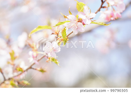 Cherry blossoms at Yakushiya Park 99790305