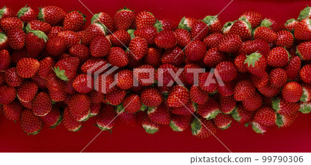 Strawberry Tochiotome Meeting Strawberry Tochiotome Meeting 99790306