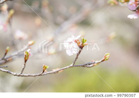 Yakushiya公園的櫻花 Yakushiya公園的櫻花 99790307