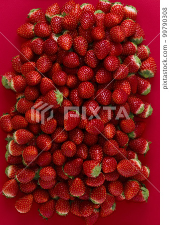 草莓栃乙女會議 99790308