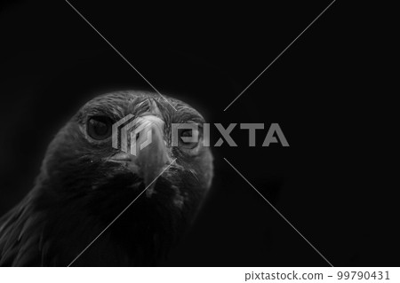 Birds of prey golden Eagle head Birds of prey golden Eagle head 99790431