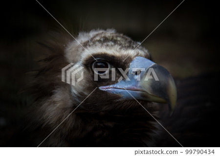 Cinereus Vulture head portrait 99790434