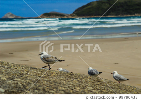 Gulls walking on the beach Gulls walking on the beach 99790435