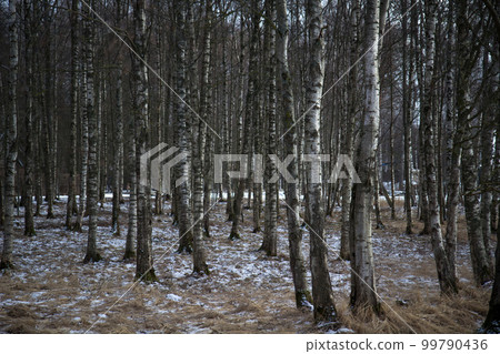 Early spring birch forest nature backgtround 99790436
