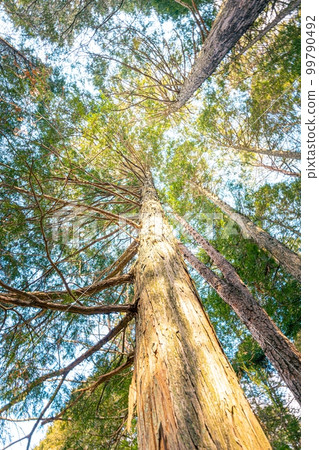 Hinoki's forest 99790492