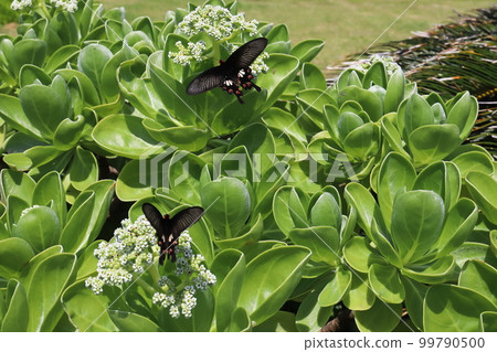 Swallowtail butterfly seen on the coast of Ogami Island, Miyakojima City, Okinawa Swallowtail butterfly seen on the coast of Ogami Island, Miyakojima City, Okinawa 99790500