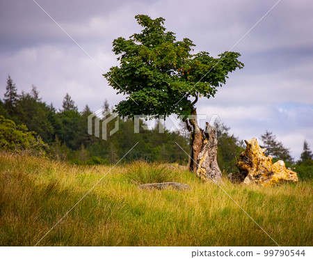 Amazing landscape and nature of Lake District National Park 99790544