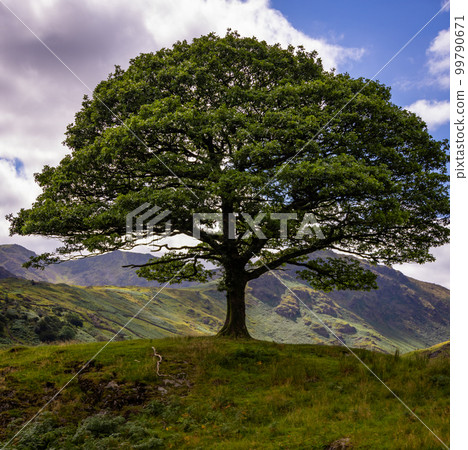 Amazing landscape and nature of Lake District National Park 99790671