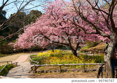 河津櫻花和油菜花 河津櫻花和油菜花 99790787